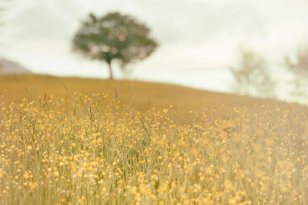 Nature Connection